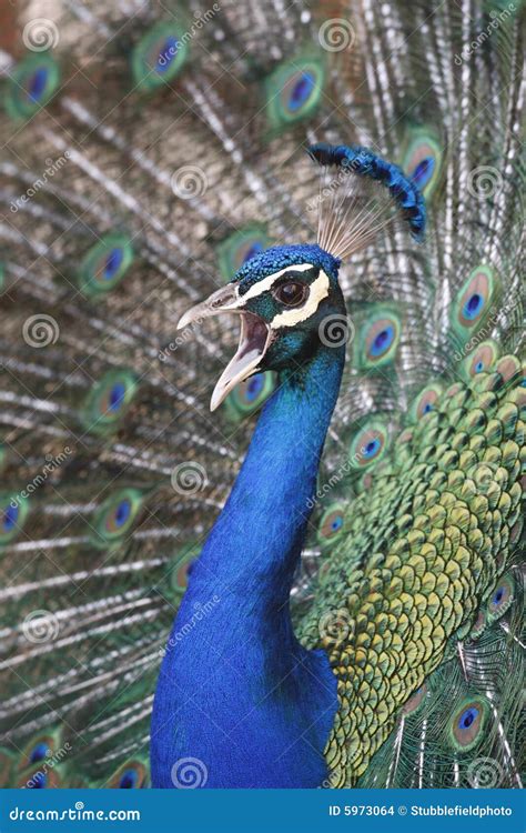 Peacock Calling stock photo. Image of neck, strut, cristatus - 5973064