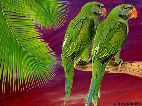 Green Parrot Wallpapers - Top Free Green Parrot Backgrounds ...