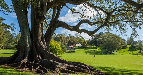 Cornwall Park - Auckland | Hello Auckland - Hello Auckland