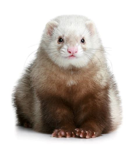 Funny Ferret Stock Images - Image: 16976554