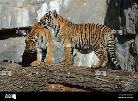 Indochinese Tigers, Corbett's Tigers (Panthera tigris corbetti ...