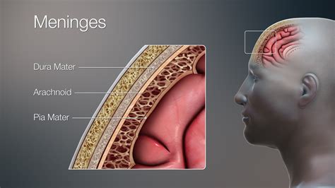 7.9 Case Study Conclusion: Under Pressure – Human Biology