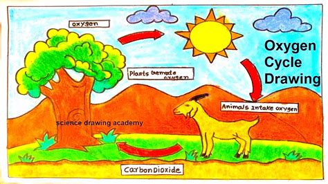 oxygen cycle drawing poster | easy and simple steps | science drawing academy - YouTube