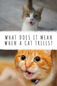 What Does It Mean When A Cat Trills - Deciphering Trilling Noises