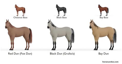 Dun Horses - All You Need To Know To Identify One