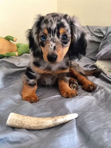 Long Haired Dapple Dachshund | Galhairs