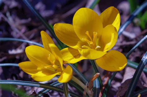 yellow crocus- a ray of sunshine on a February day Yellow Crocus, Days In February, Trees To ...