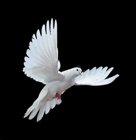 A Free Flying White Dove Isolated On A Black Stock Photo - Image of ...