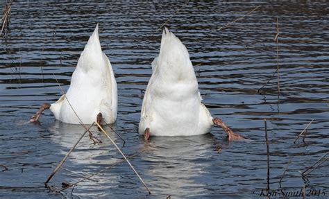 swan feet – Good Morning Gloucester