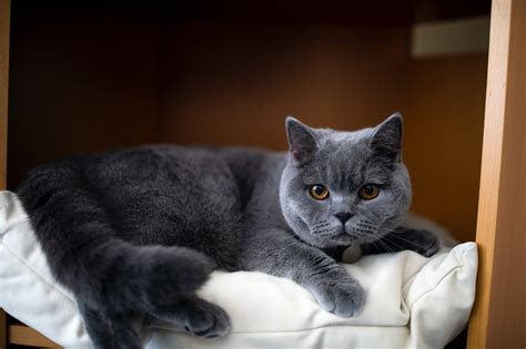 The 12 British Shorthair Cat Colors & Patterns Explained - LOL Cats