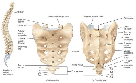 The sacrum is the terminal portion of the vertebral column.It is formed by the fusion of the ...