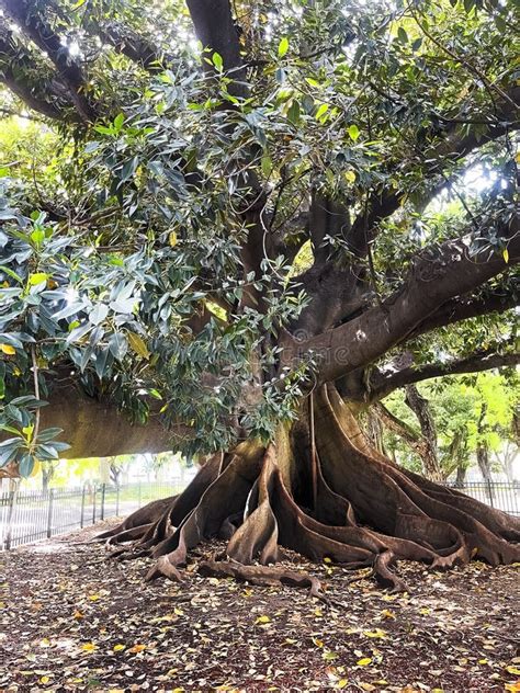 Ombu Tree in Buenos Aires Argentina Stock Photo - Image of root, tree: 274485380