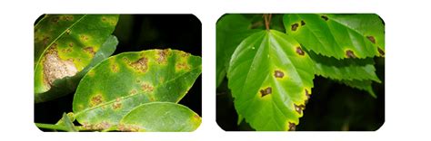 Common Plant Diseases: The Ultimate Gardener's Guide • Envii