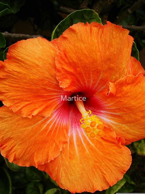 "Vibrant Orange Hibiscus" by Martice | Redbubble