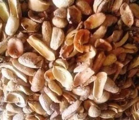 Mahua Seeds - Wholesale Price & Mandi Rate for Mahua longifolia