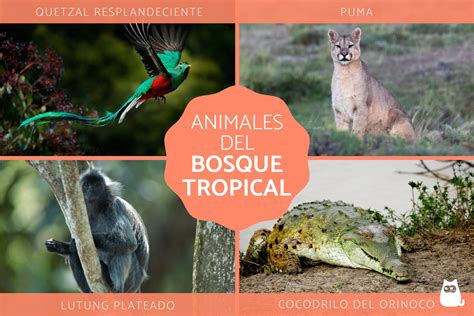 60 Animales del bosque tropical - Características y FOTOS