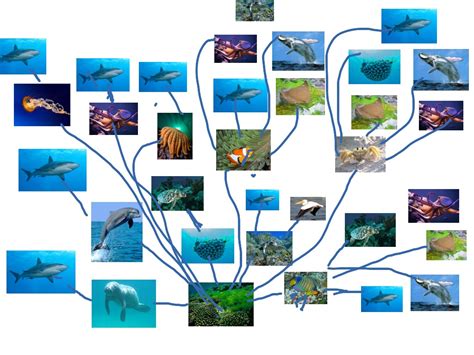 Marine Ecosystems Food Web