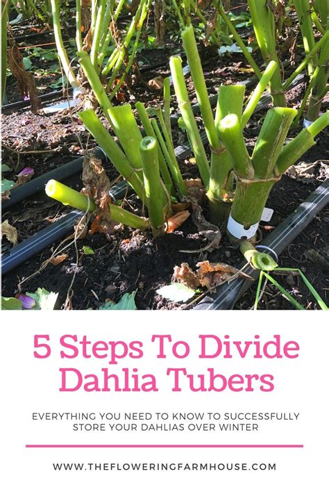 5 Steps To Divide Dahlia Tubers | The Flowering Farmhouse