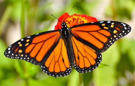 Monarch butterfly: Facts about the iconic migratory insects | Live Science