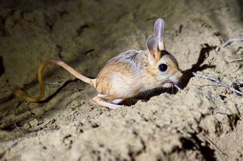 15 Joyful Jerboa Facts - Fact Animal