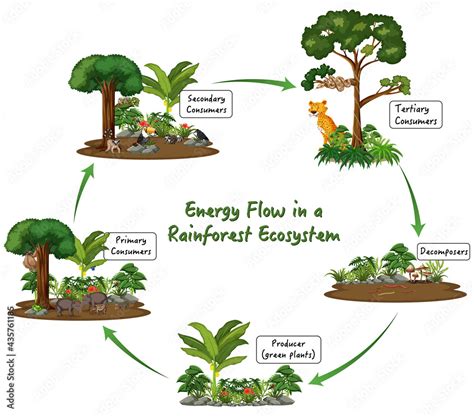 Energy flow in a rainforest ecosystem diagram Stock Vector | Adobe Stock