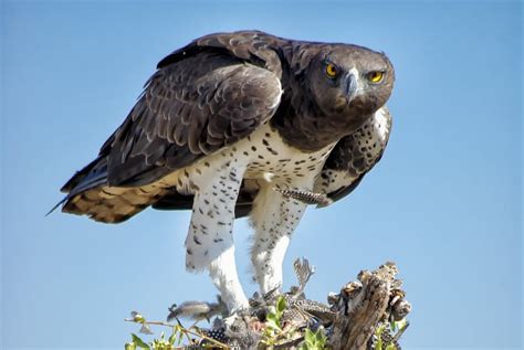 Martial Eagle – 14 Remarkable Facts About Africa’s Largest Eagle