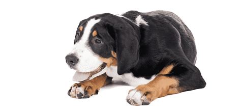 Greater Swiss Mountain Dog Puppies For Sale • Adopt Your Puppy Today ...