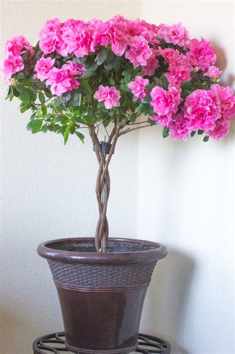 How to Care for a Beautiful Indoor Azalea Tree