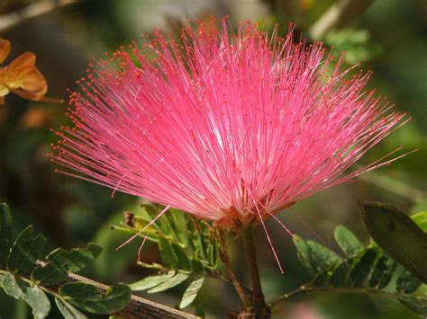 Baja Fairy Duster Calliandra californica 20 Seeds USA Company – R&B Floridaseeds