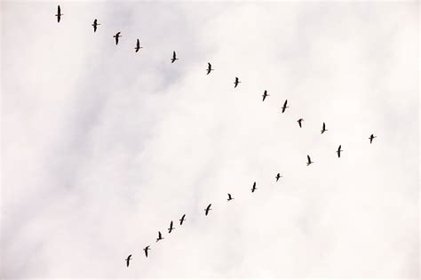 Flock Of Snow Goose California Usa Stock Photo - Download Image Now - iStock