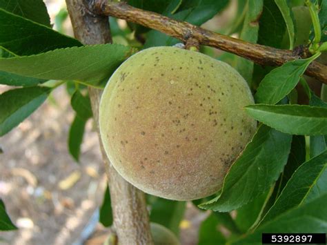 peach scab (Venturia carpophila)