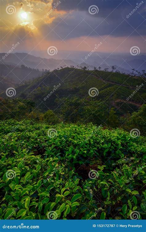 Sunset at tea plantation stock image. Image of garden - 153172787