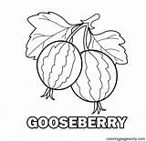 Gooseberry Coloring Page  Free Printable Pages sketch template
