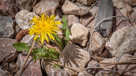 20200421-Dandelion on the rocks. | Dandelion, The rock, Rock