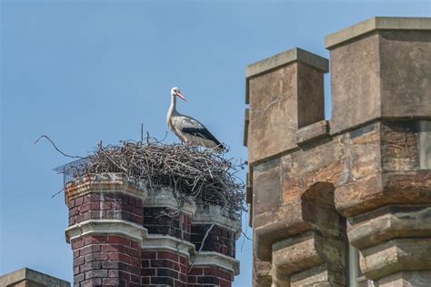 Storks Nest Stork Nesting - Free photo on Pixabay - Pixabay