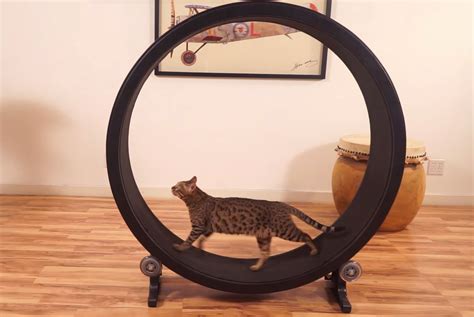 One Fast Cat keeps your cat in shape - SlashGear