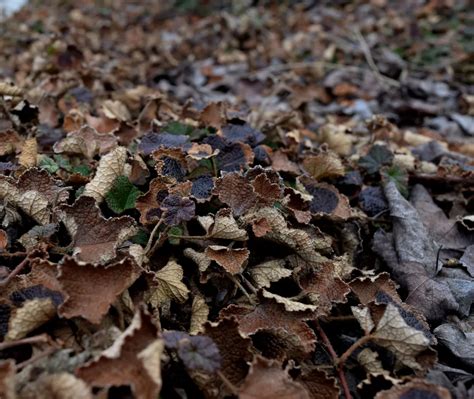 A shot of decaying leaves | Smithsonian Photo Contest | Smithsonian Magazine