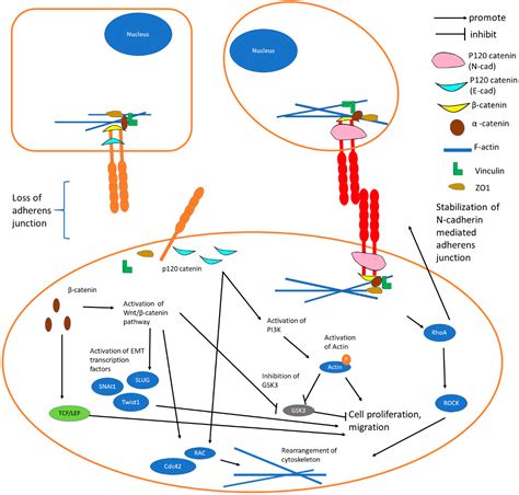 Cells | Free Full-Text | The E-Cadherin and N-Cadherin Switch in Epithelial-to-Mesenchymal ...