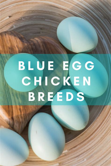 5 Chicken Breeds That Lay Blue Eggs (Ultimate Guide) - The Hen's Loft ...