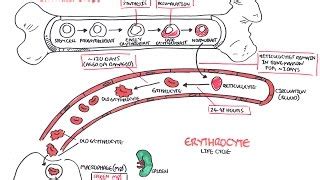 The Life Span of an Erythrocyte Is About