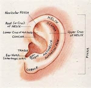 The Antihelix in Otoplasty Dr Barry Eppley Indianapolis - Explore Plastic Surgery