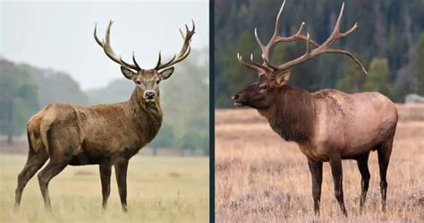 Red Deer vs Elk Comparison (difference between Elk & Red Deer)