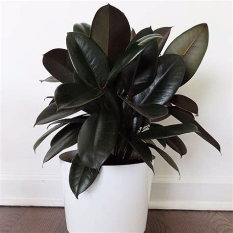 Black House Plants: A Great Option for The Modern Home - Garden Go Time