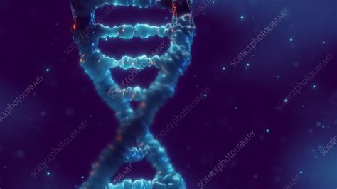 DNA molecule, animation - Stock Video Clip - K010/4263 - Science Photo ...