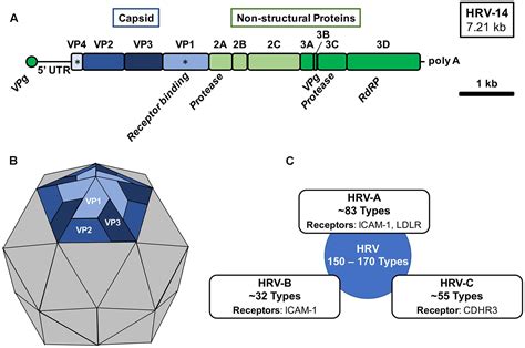 Rhinovirus Structure