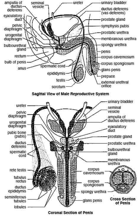 Male Reproductive System Figure