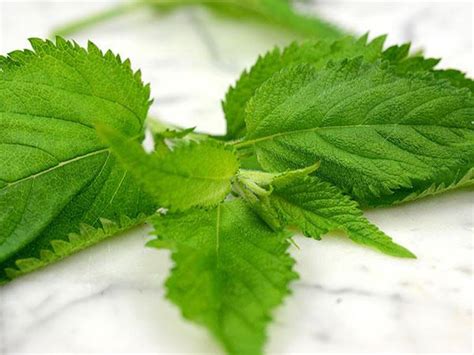 Nettle and hair growth | Food, Life and Health