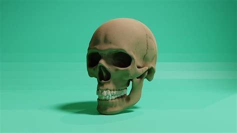 Anatomy Skull 3D model | CGTrader