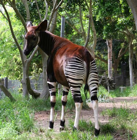 zebra giraffe hybrid | zebra giraffe hybrid | chad | Flickr