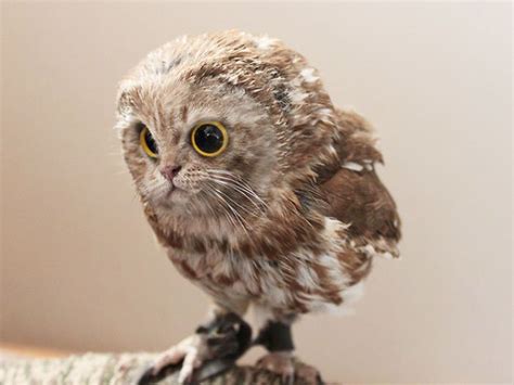 10 Unusual Cat And Bird Hybrids Bred In Photoshop (Add Yours) Baby Owls ...